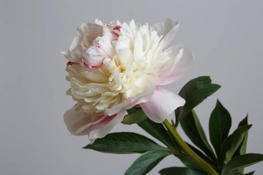 Narin açık pembe şakayık çiçeği gri arka planda izole edilmiş..