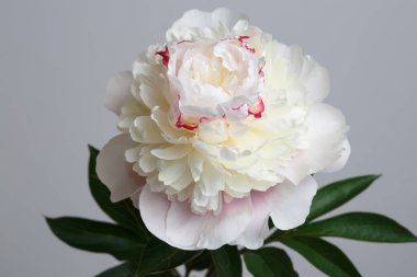 Narin açık pembe şakayık çiçeği gri arka planda izole edilmiş..