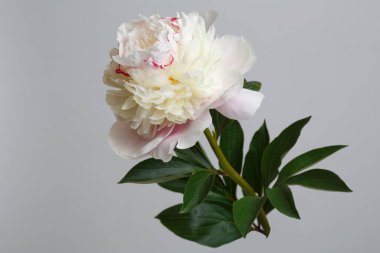 Narin açık pembe şakayık çiçeği gri arka planda izole edilmiş..