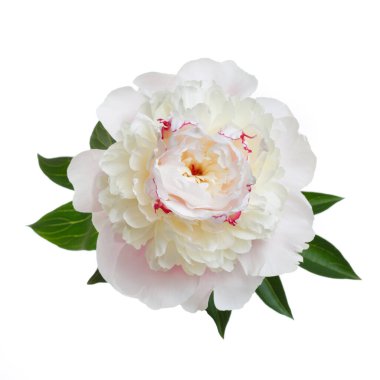 Narin, açık pembe şakayık çiçeği beyaz bir arkaplanda izole edilmiş..