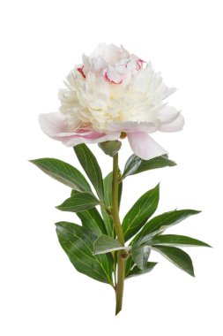 Narin, açık pembe şakayık çiçeği beyaz bir arkaplanda izole edilmiş..