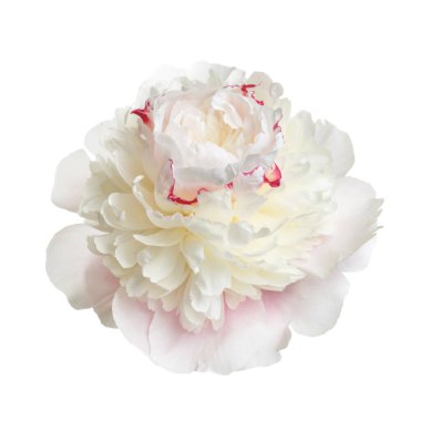 Narin, açık pembe şakayık çiçeği beyaz bir arkaplanda izole edilmiş..