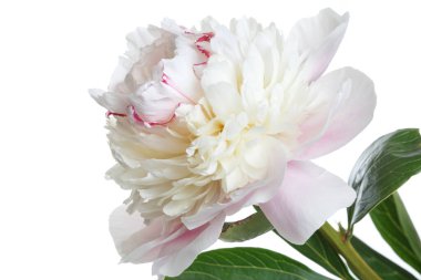 Narin, açık pembe şakayık çiçeği beyaz bir arkaplanda izole edilmiş..