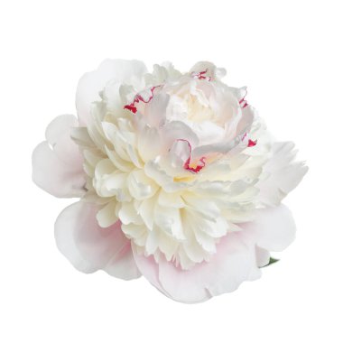 Narin, açık pembe şakayık çiçeği beyaz bir arkaplanda izole edilmiş..