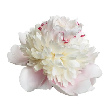 Narin, açık pembe şakayık çiçeği beyaz bir arkaplanda izole edilmiş..