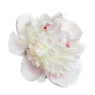 Narin, açık pembe şakayık çiçeği beyaz bir arkaplanda izole edilmiş..