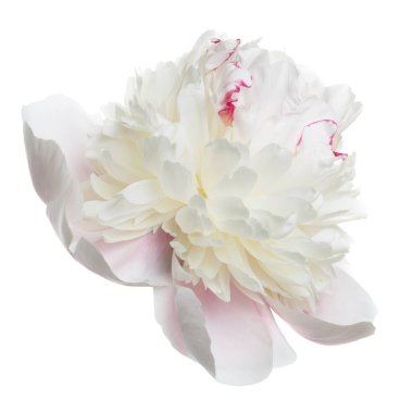 Narin, açık pembe şakayık çiçeği beyaz bir arkaplanda izole edilmiş..