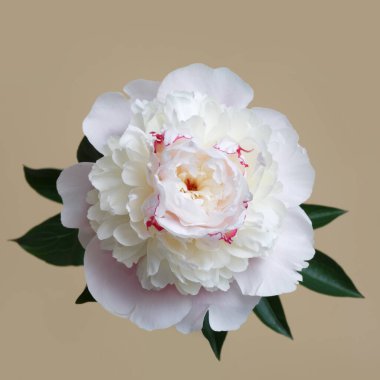 Bej bir arka planda izole edilmiş zarif açık pembe şakayık çiçeği..