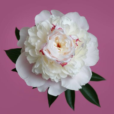 Narin açık pembe şakayık çiçeği pembe arka planda izole edilmiş..