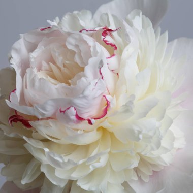 Kırılgan açık pembe şakayık çiçeği gri bir arkaplanda izole edilmiş, yakın plan..