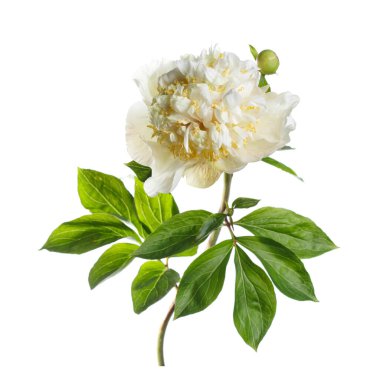 Beyaz arka planda yalıtılmış zarif, sarımsı şakayık çiçeği..