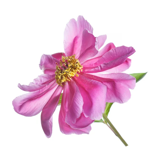 Bright Pink Peony Flower Isolated White Background — Stock Photo, Image