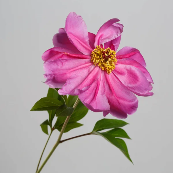 Bright Pink Peony Flower Isolated Gray Background — Stock Photo, Image