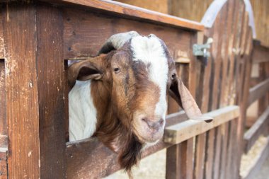 Keçi çiftliği. Güzel keçi. Bir keçi kameraya benziyor