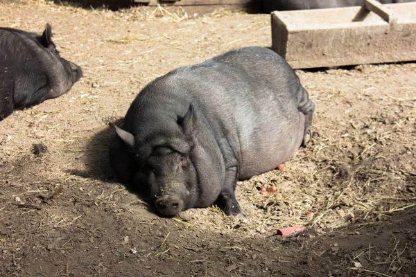 Sleeping Pig. Large pot-bellied vietnamese pig. Black pig on the farm