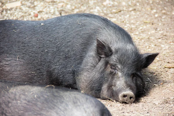 Sleeping Pig. Large pot-bellied vietnamese pig. Black pig on the farm