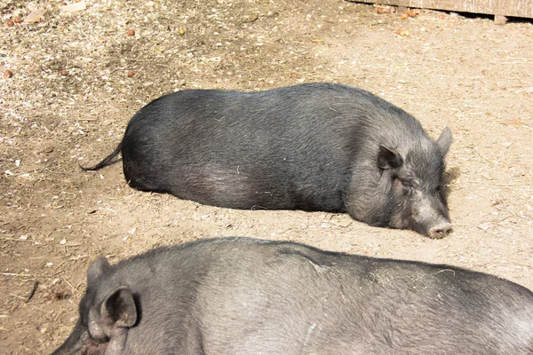 Cerdo Dormido Cerdo Vietnamita Barriga Grande Cerdo Negro Granja —  Fotos de Stock