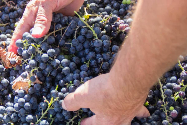 Collection of wine grapes.Hands holding crushed grapes. Blue grapes.