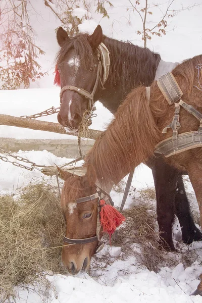 Les Chevaux Harnais Mangent Foin Chevaux Mangeant Foin Dans Enclos — Photo