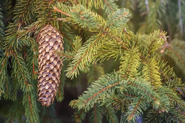 Çam kozalakları. Bir Noel ağacı dalı Background.Closeup konisi