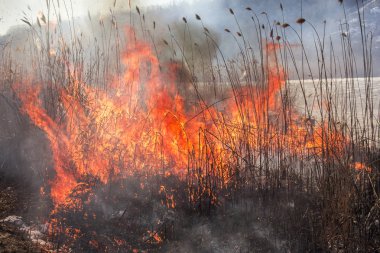 Reed yanıyor. A yakın çekim fırçaya alevi. Doğal afet