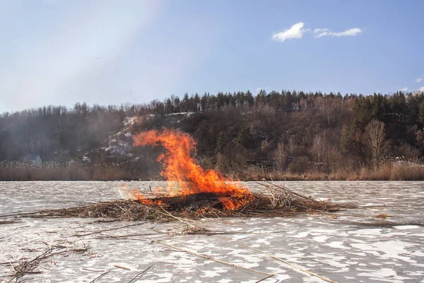 Reed Brand Close Van Vlam Van Brushfire Natuurramp — Stockfoto