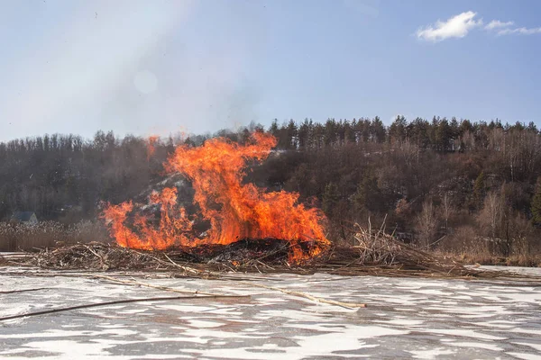 Reed Brand Close Van Vlam Van Brushfire Natuurramp — Stockfoto