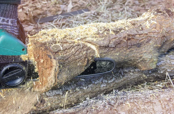 Nahaufnahme Professionelle Kettensäge Schneidet Firewoods Man Mit Kettensäge Den Baum — Stockfoto