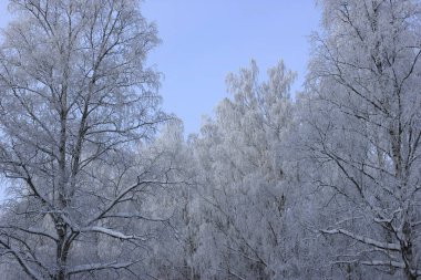 Güneşli bir günde buzlu orman