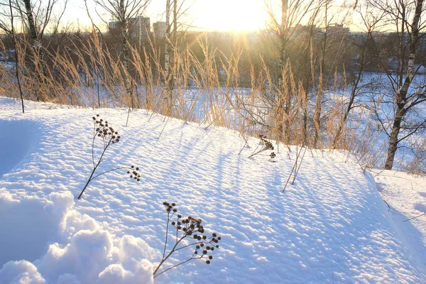 Forêt Hiver Par Temps Ensoleillé — Photo