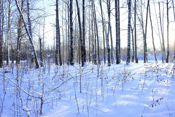 Icy Forest Sunny Day — Stock Photo, Image