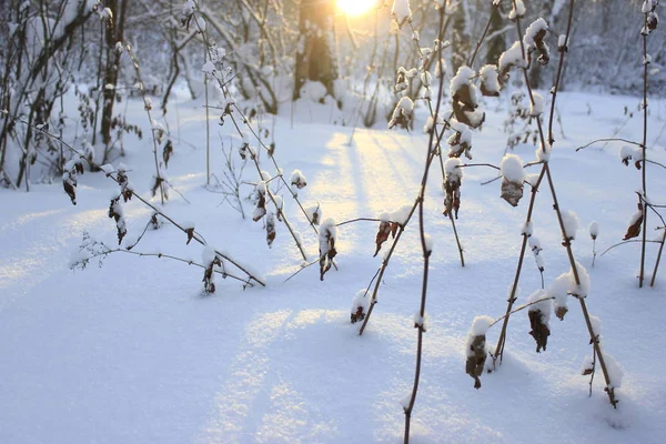 Winter Forest Sunny Day — Stock Photo, Image