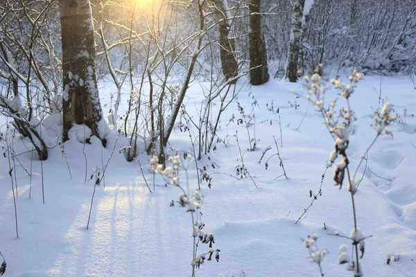 Forêt Hiver Par Temps Ensoleillé — Photo