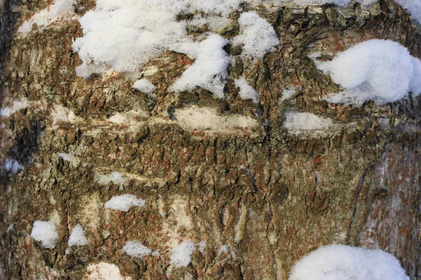 Feche Casca Árvore Vidoeiro Inverno — Fotografia de Stock