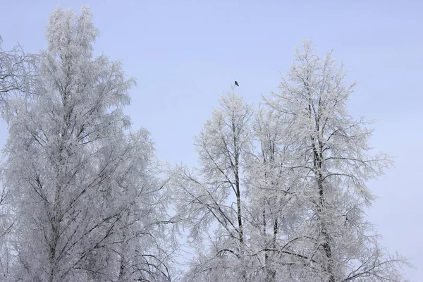 Icy Forest Sunny Day — Stock Photo, Image