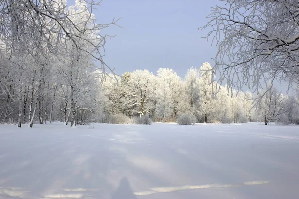 Icy Forest Sunny Day — Stock Photo, Image