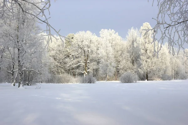 Icy Forest Sunny Day — Stock Photo, Image