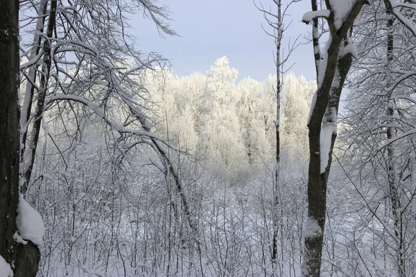 Icy Forest Sunny Day — Stock Photo, Image