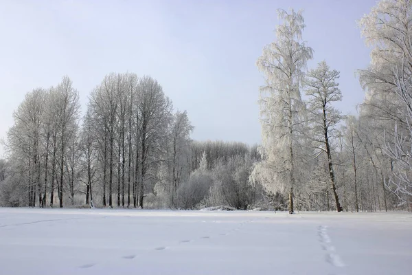 Floresta Ícy Dia Ensolarado — Fotografia de Stock
