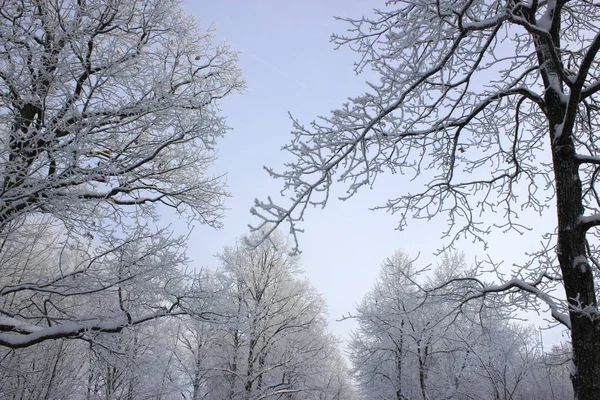晴れた日の氷の森 — ストック写真