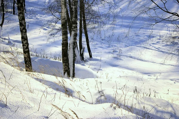 Les Arbres Dans Forêt Ensoleillée Hiver — Photo