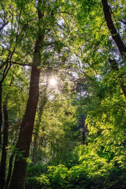 sabah orman güneşte