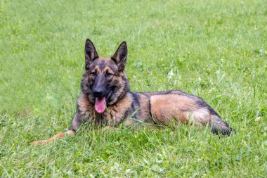 Alman çoban köpeği.