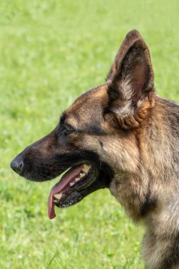 Alman çoban köpeği.