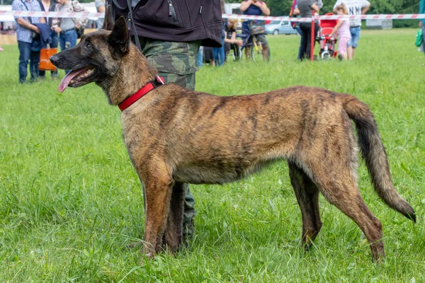 security dog Belgian shepherd on green grass