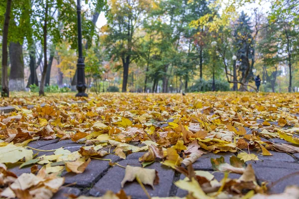 Herfst Landschap Een Stadspark Gele Bladeren Een Achtergrond Van Groene — Stockfoto