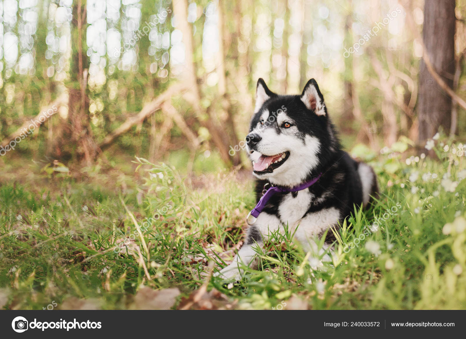 Siberian Husky Dog Outdoor Stock Photo by ©oov 240033572