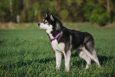 Sibirya Husky köpek açık