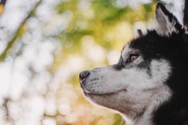 Sibirya Husky köpek açık