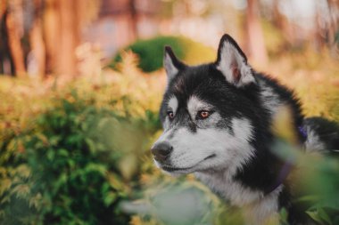 Sibirya Husky köpek açık